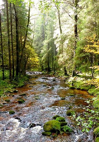 La protection stricte des forêts anciennes et primaires, première étape d’une politique européenne de préservation de la wilderness ? 